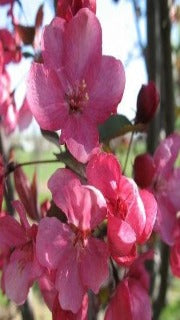 Malus Velvet Pillar (Velvetcole)